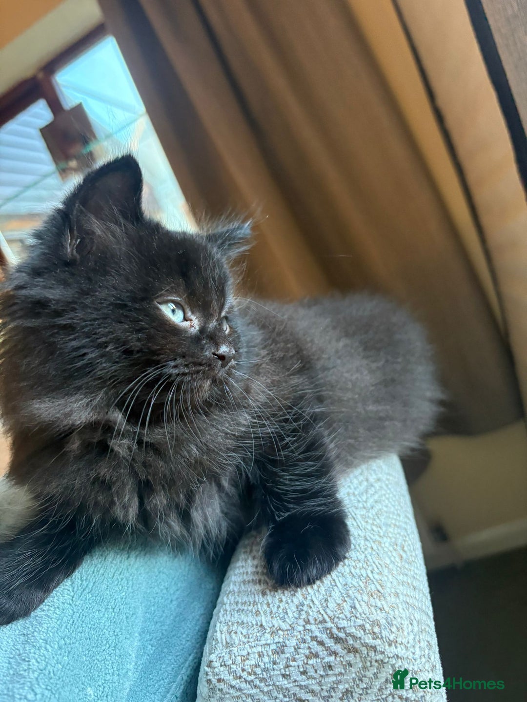 Ragdoll cats for sale: Longhair ragdoll kittens  - Advert 7