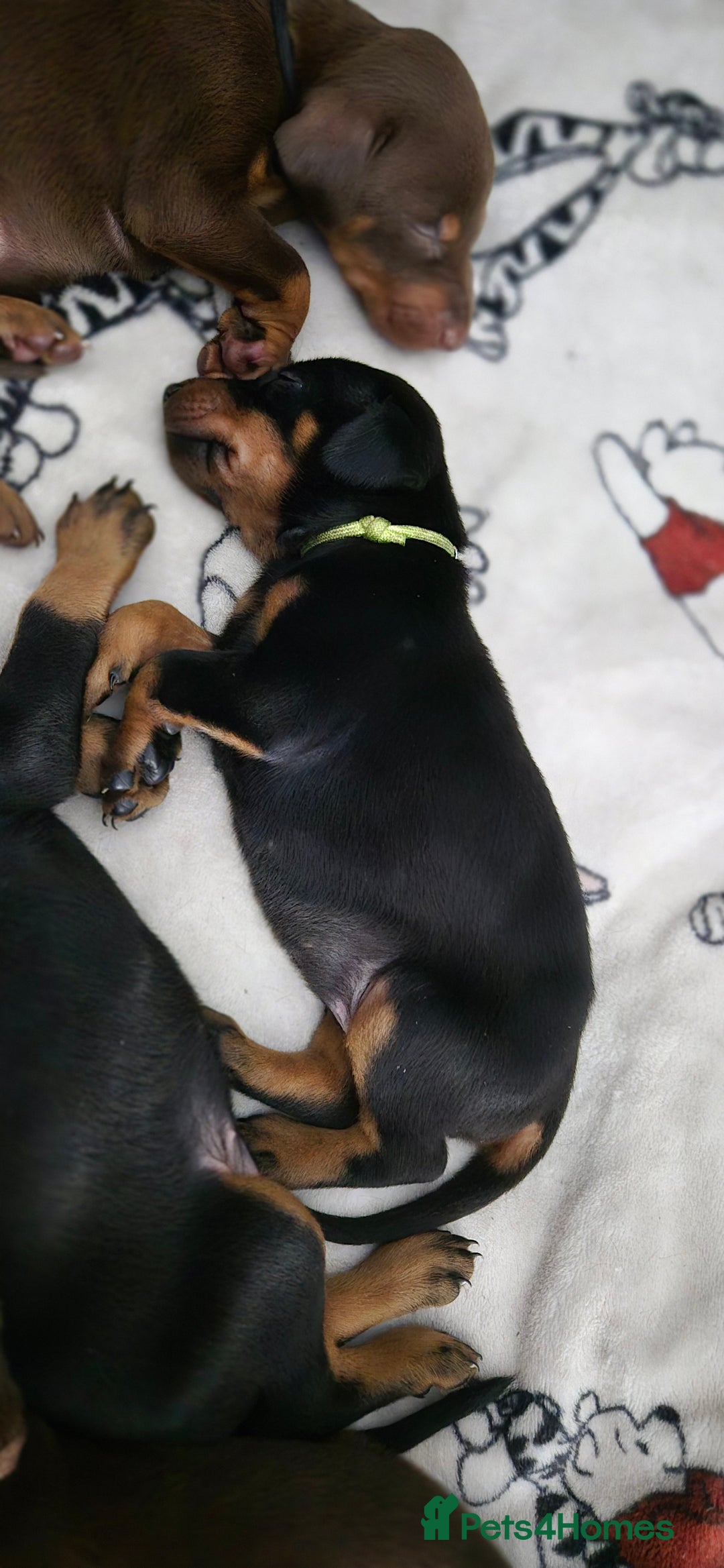 Dobermann dogs for sale: Dobermanns for Sale - Advert 7