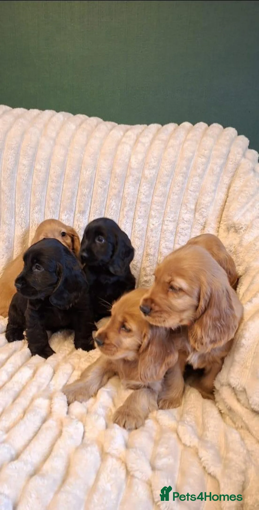 Cocker Spaniel dogs for sale: LAST 2 BLACK SHOW TYPE PUPPIES  in Rochdale - Advert 2