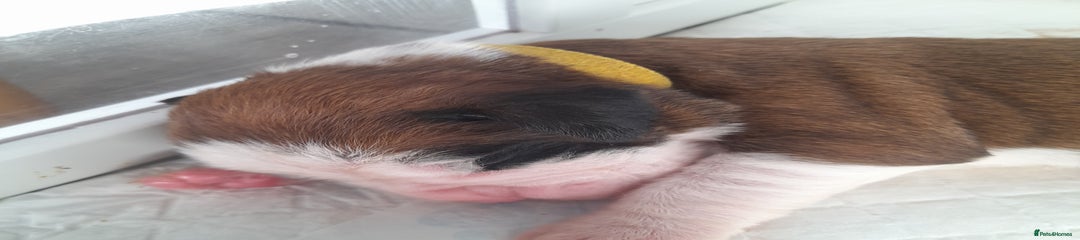 Boxer Puppy Yellow collar 