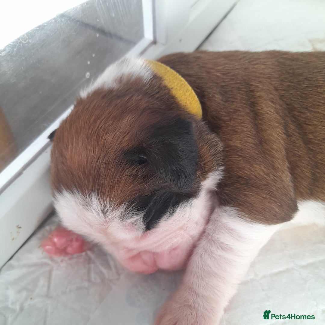 Boxer dogs for sale: Beautiful/Stunning Pedigree Boxer Puppies  - Image 6