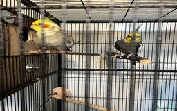 Cockatiels birds for sale: Cockatiels  - Advert 4