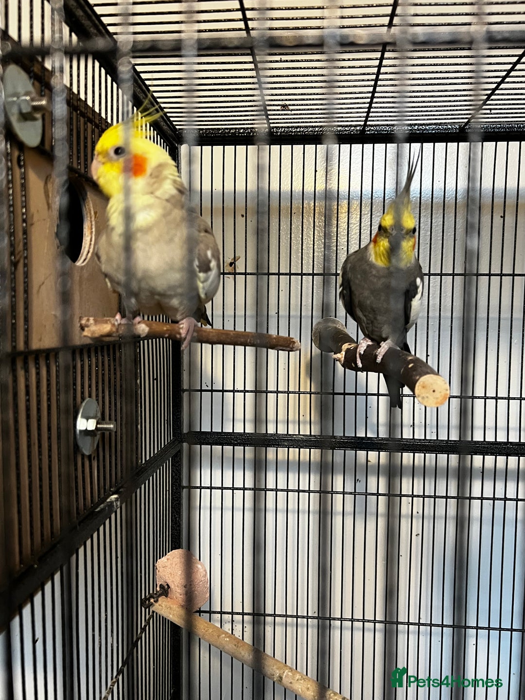 Cockatiels birds for sale: Cockatiels  - Advert 4