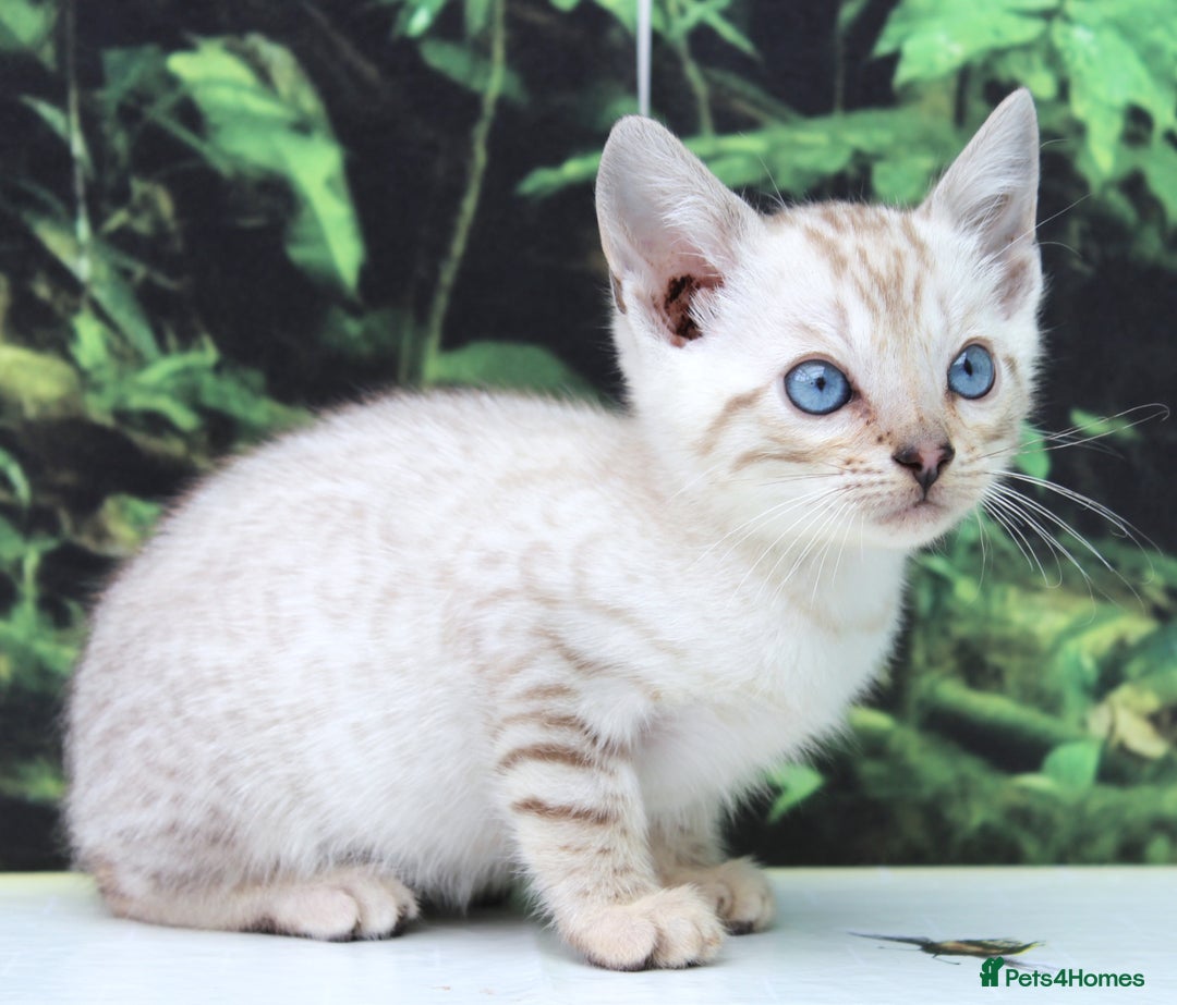 Bengal cats for sale: CUTE SNOW LYNX BENGAL KITTENS (TICA REG) - Image 11