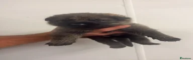 German Shepherd 5