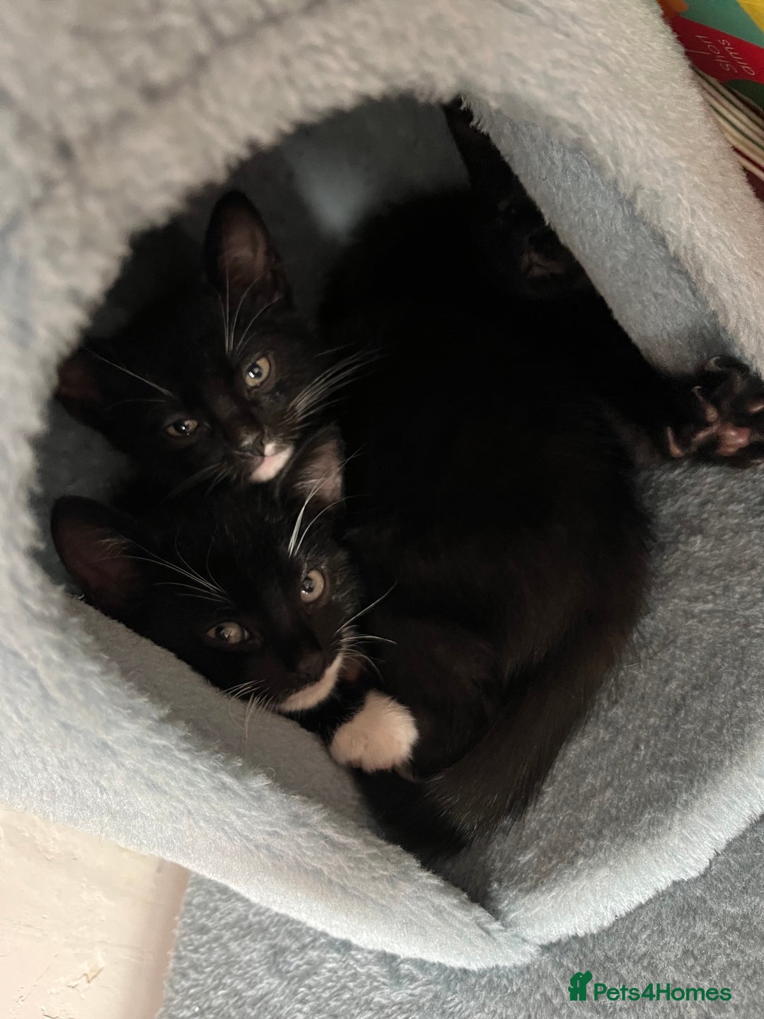 Mixed Breed cats for sale: Adorable kittens ready now - Image 2