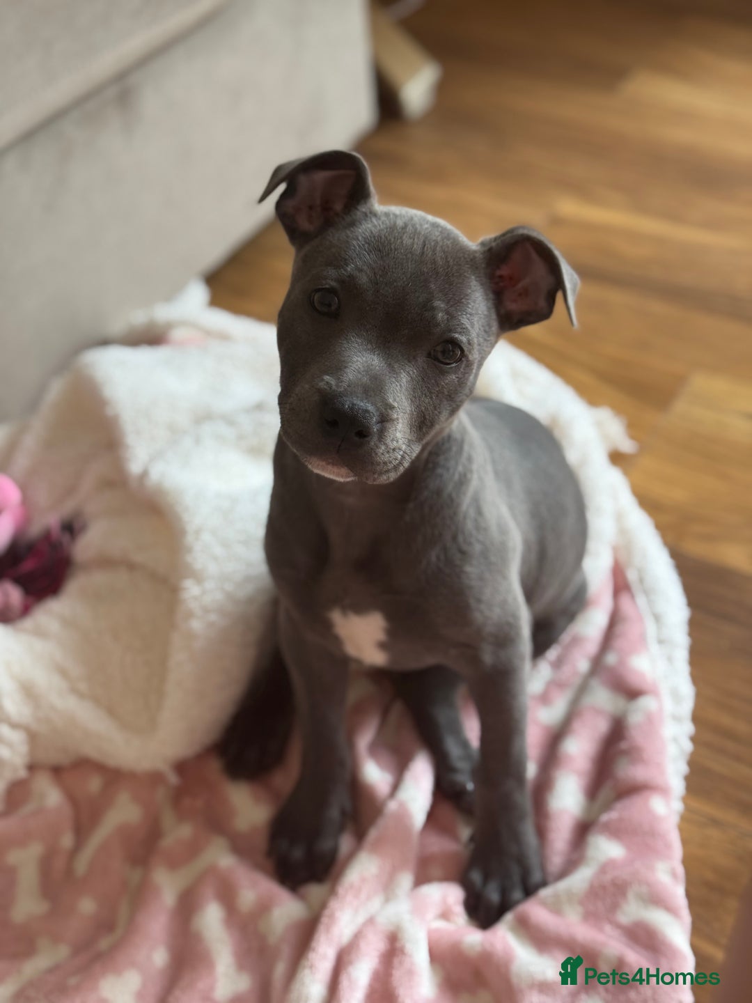 Staffordshire Bull Terrier dogs for sale: Blue Staffordshire Bullterrier  - Image 4