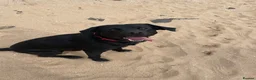Labrador Retriever dogs for stud: Proven Stud Labrador Retriever - KC Registered - Advert 7
