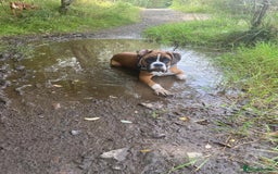 Boxer dogs for sale: 7 month boxer pup  - Image 4