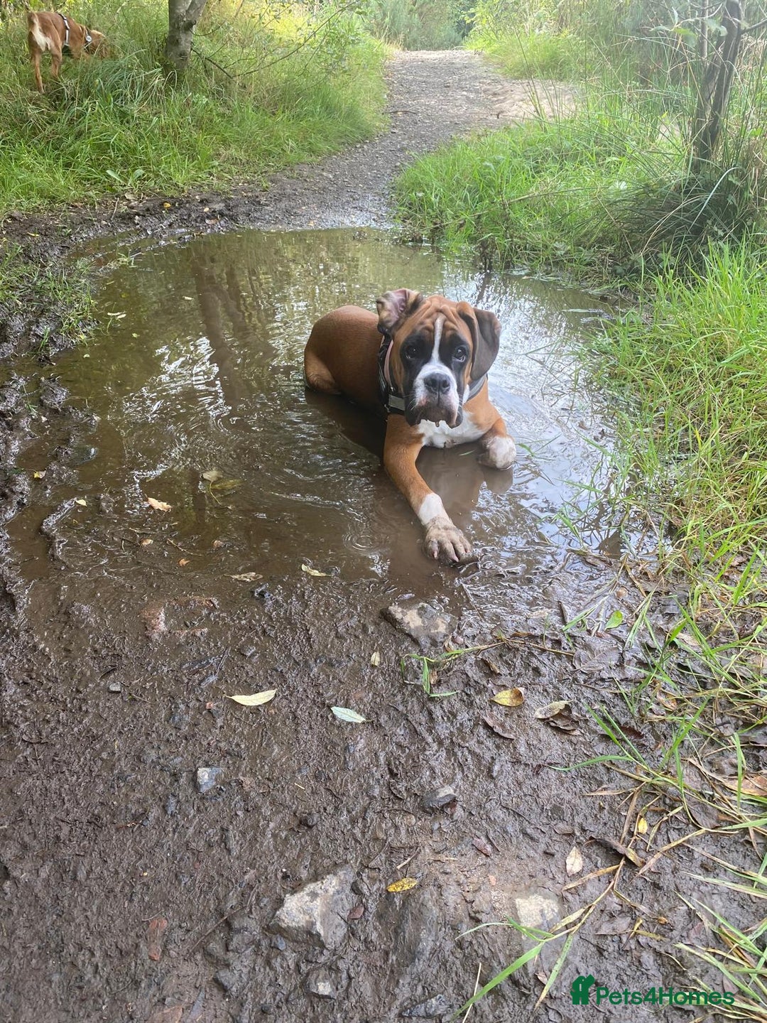 Boxer dogs for sale: 7 month boxer pup  - Image 4