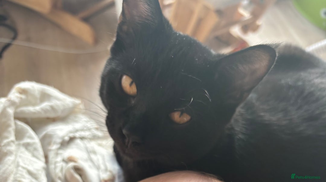 Mixed Breed cats for sale: Male black cat  - Advert 4