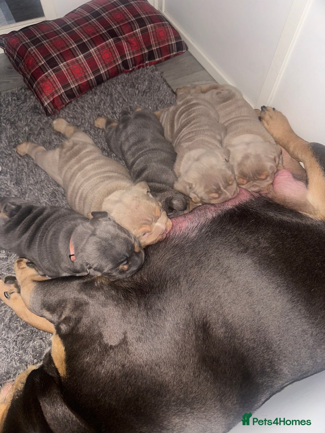 English Bulldog dogs for sale: Stunning KC Registered English Bulldog Puppies - Image 27