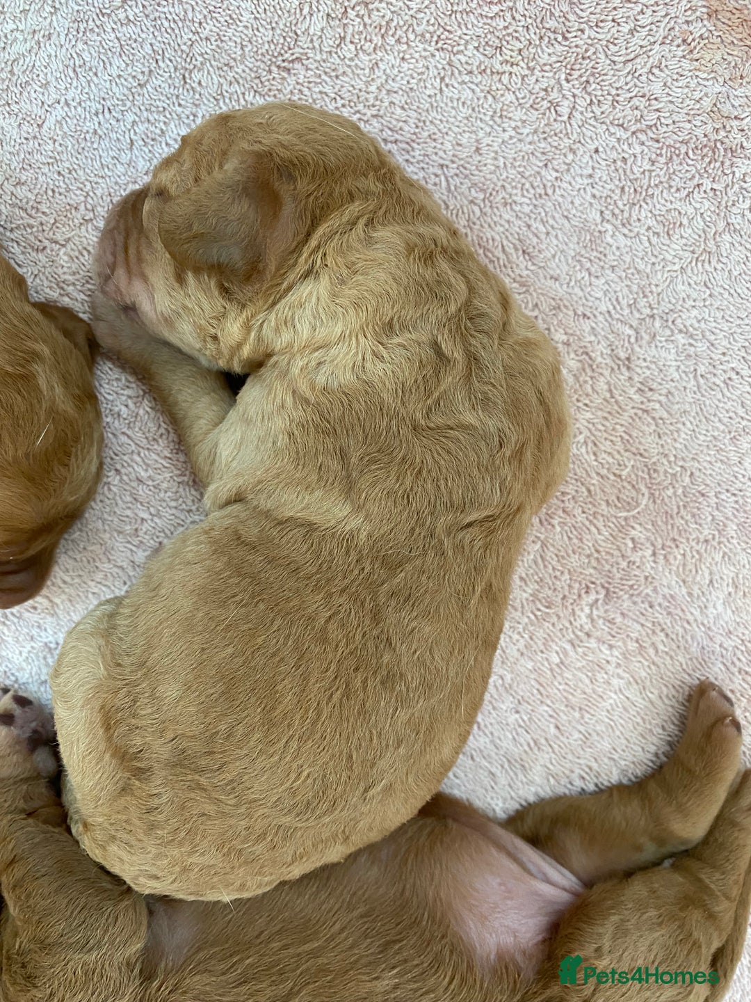 Labradoodle dogs for sale: F1 Red Miniature Labradoodles  - Advert 27