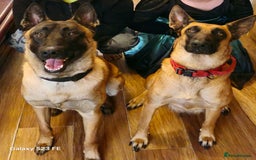Belgian Shepherd Dog dogs for sale: Stunning Belgian Malinois Puppies - Image 2