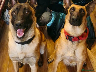 Belgian Shepherd Dog dogs Stunning Belgian Malinois Puppies - Advert 3