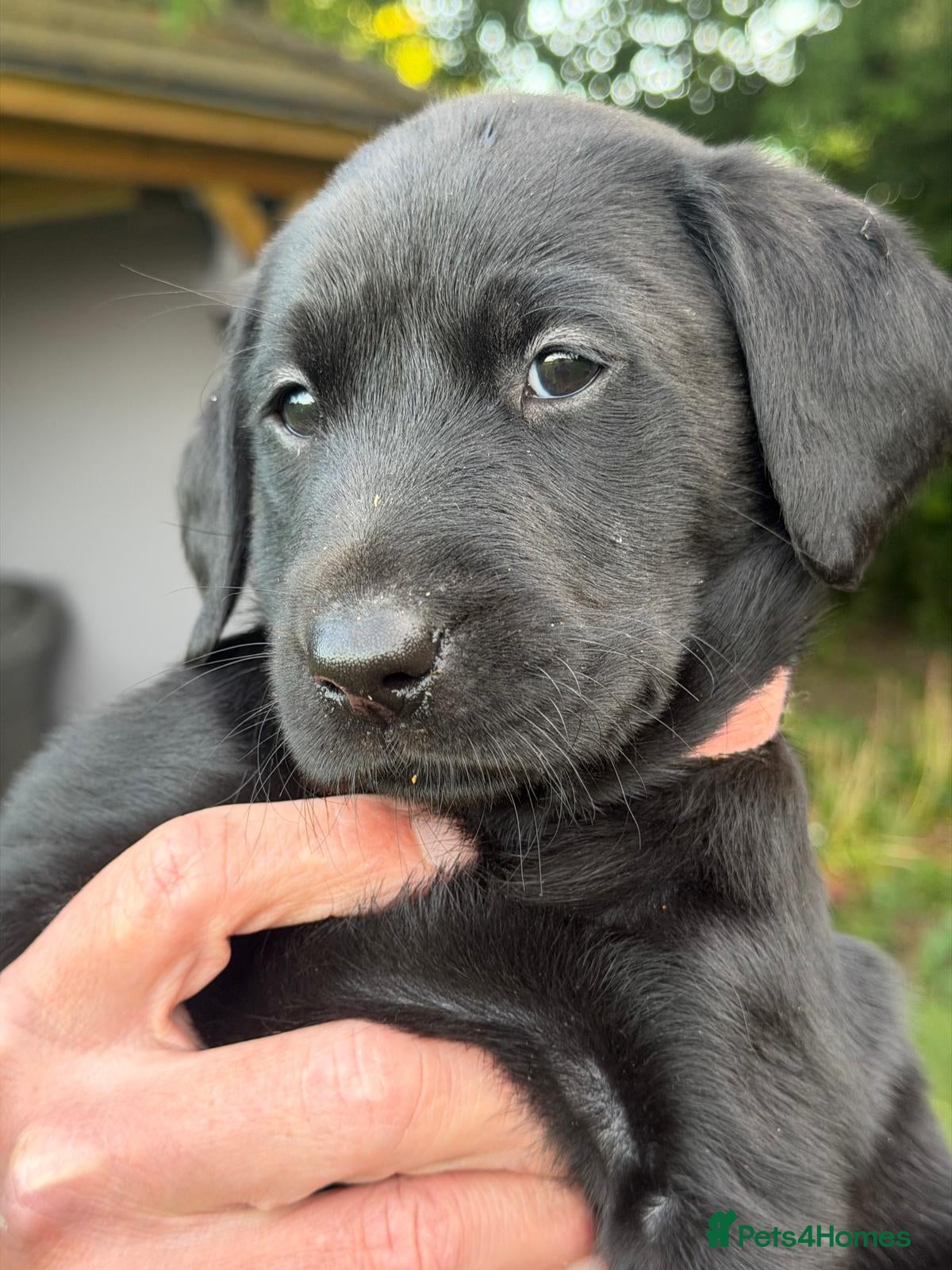 Labrador Retriever dogs for sale: KC Reg Black Labrador Pups, FT Ch Bred - Advert 12