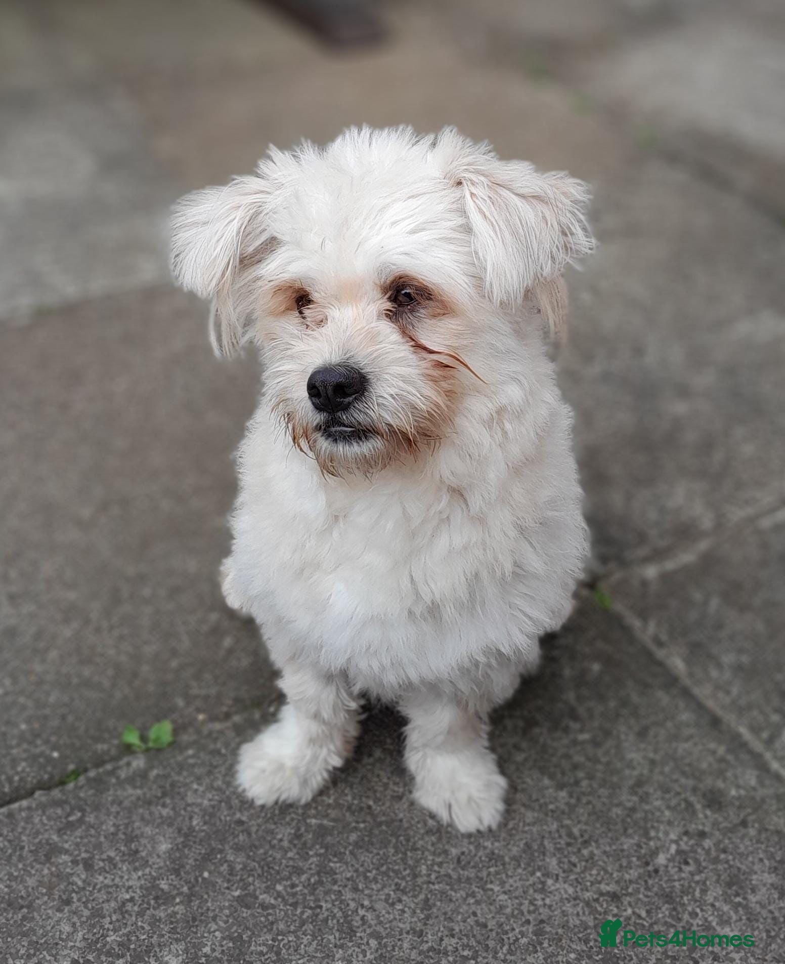 Mixed Breed dogs Nando 💙 - Advert 1
