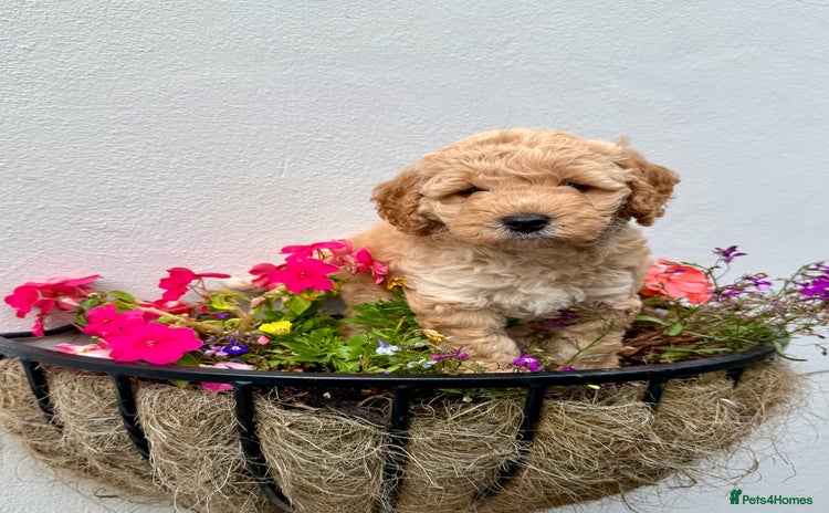 Cockapoo dogs - Advert 7