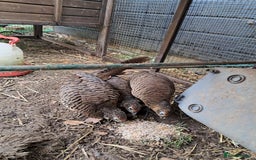 Pheasants poultry for sale: lady amherst pheasant  - Image 7