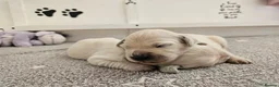 Golden Retriever dogs for sale: Outstanding Kc registered Golden Retriever puppies - Advert 27
