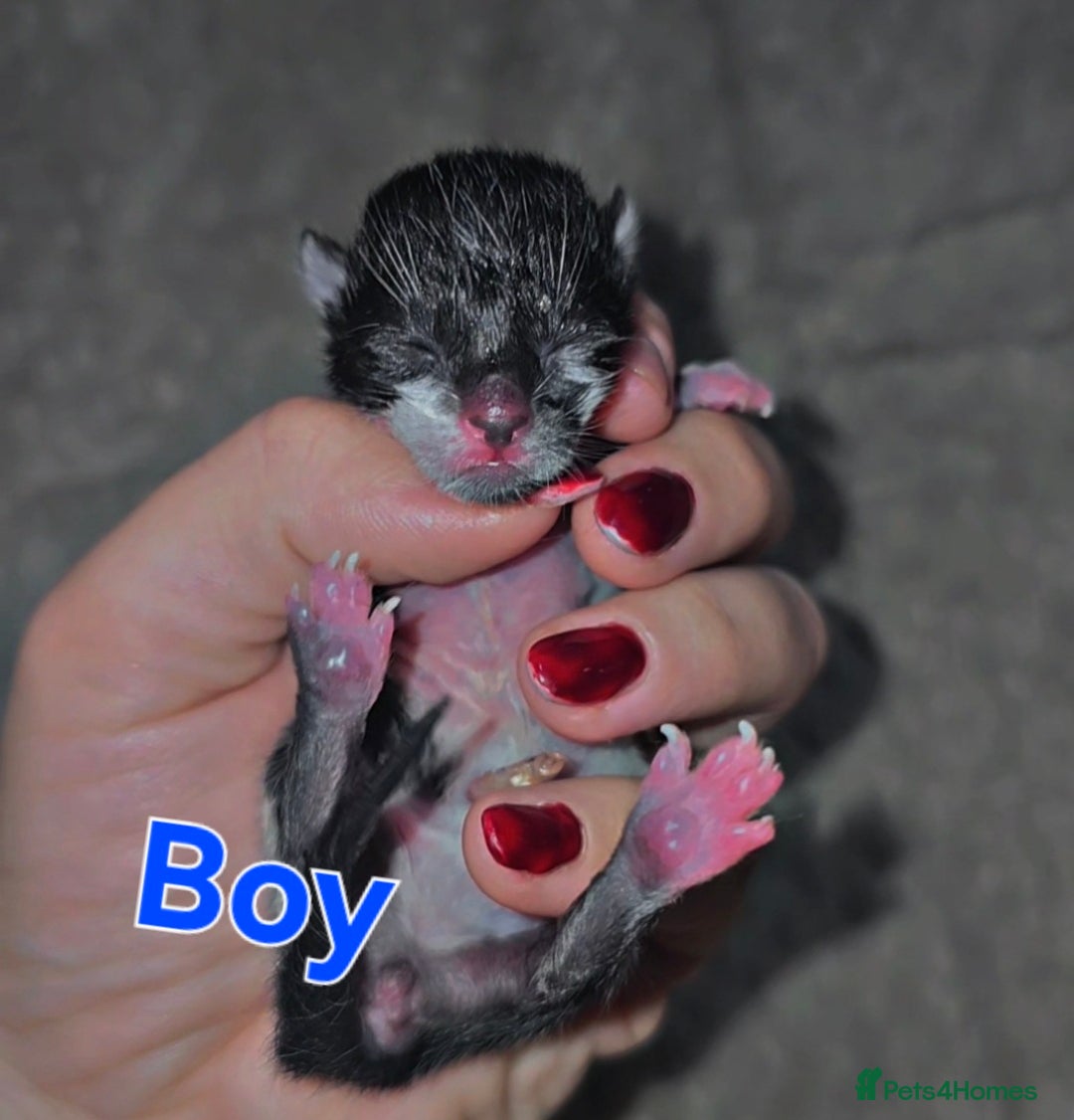 Savannah cats for sale: 🐾Savannah X Domestic Shorthair Cubs - Image 3