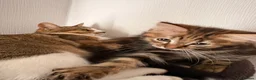 Mixed Breed cats for sale: 2 female cats   in Rotherham - Advert 6