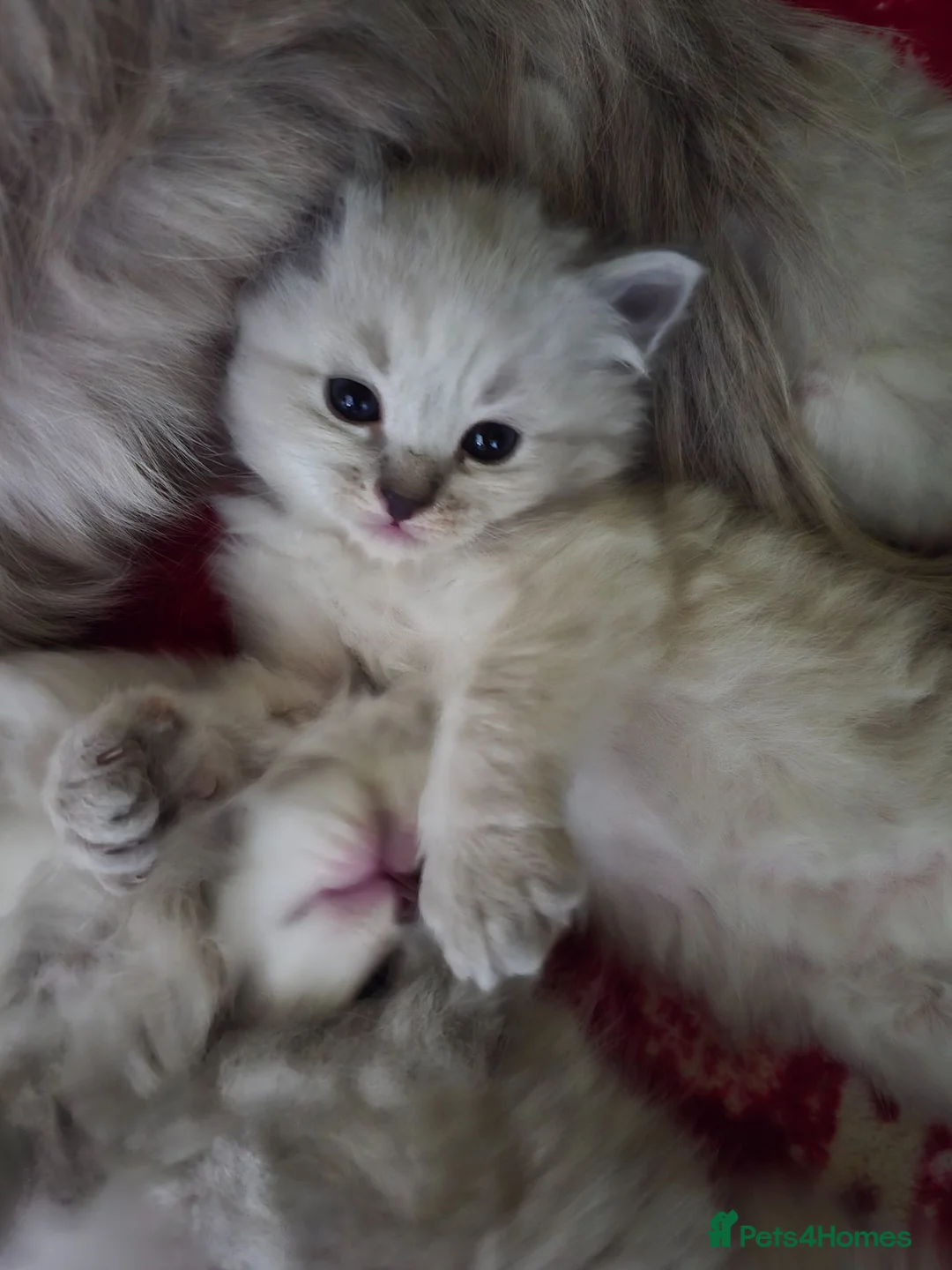 Siberian cats for sale: Beautiful GCCF Neva Masquerade Girl – Figa - Advert 2