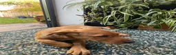 Labrador Retriever dogs for sale: Fox Red Labrador Puppy - Advert 6