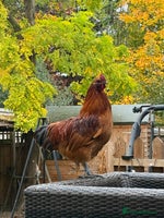 Chickens poultry 3 silkies mixed cockerels for free to a good home - Advert 1