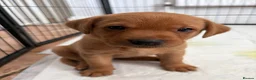 Labrador Retriever dogs for sale: KC registered. Ready to leave 3rd August 2026   - Advert 18