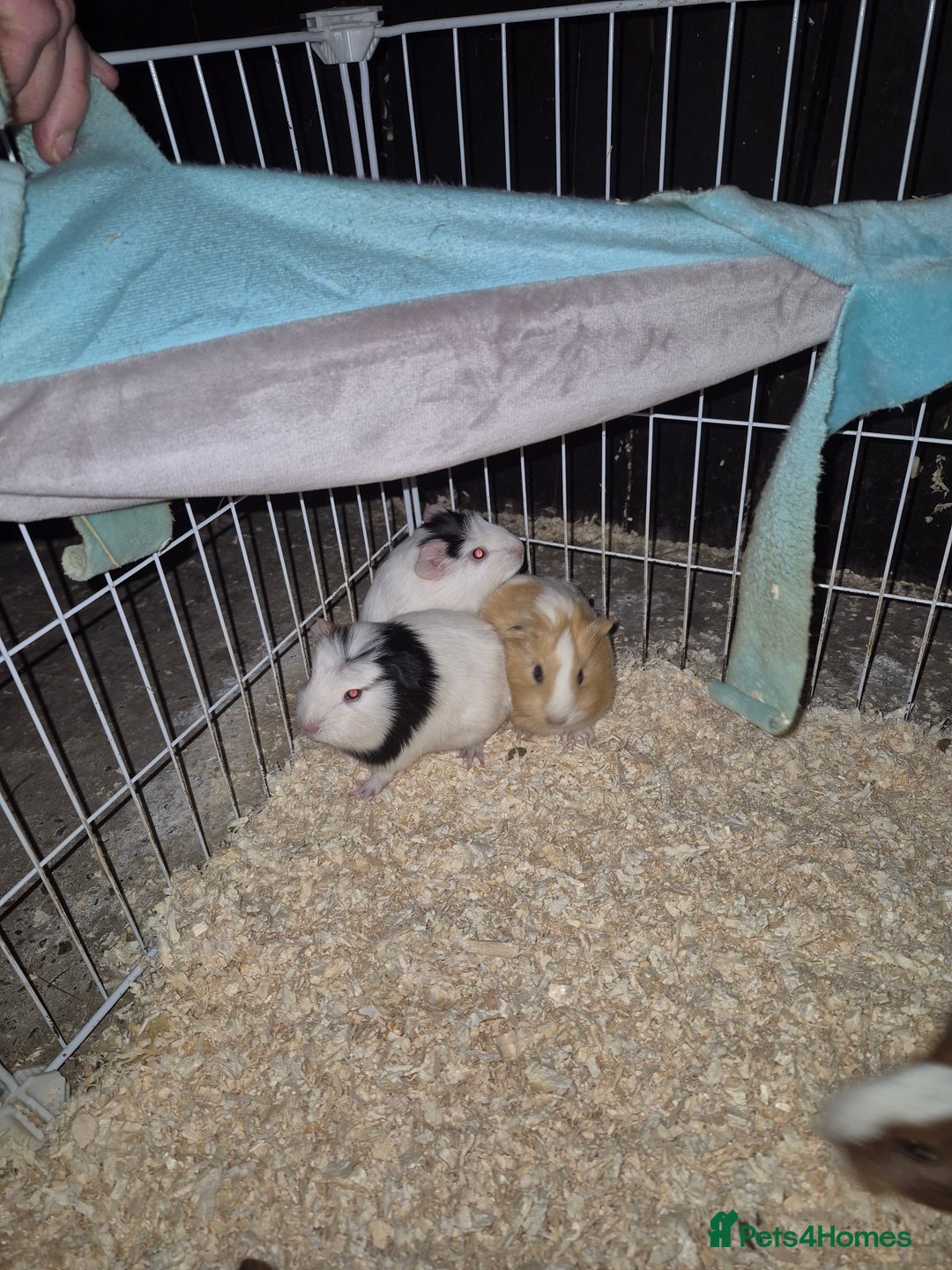 Guinea Pig rodents for sale: Baby guinea pigs - Advert 5