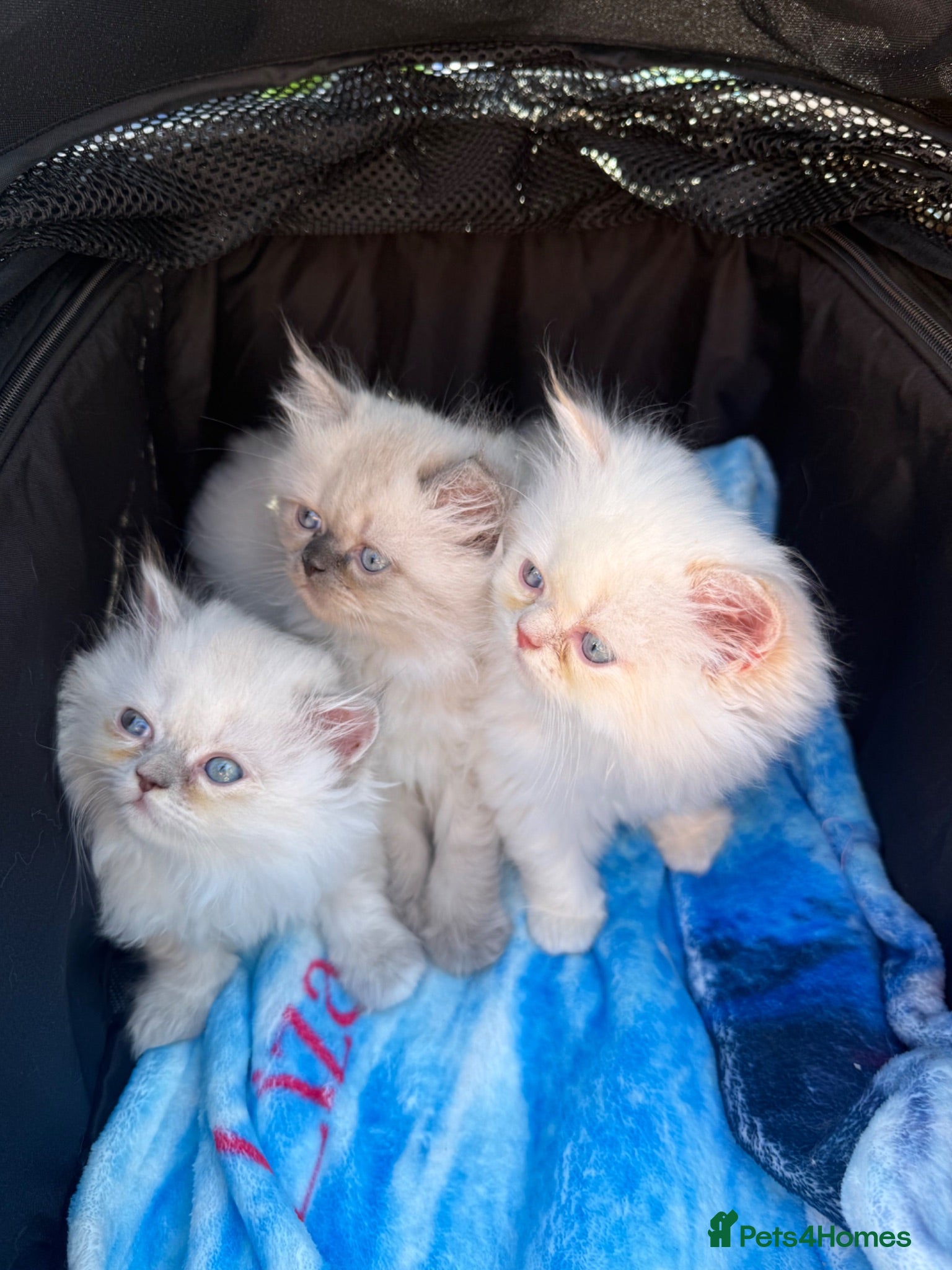 Persian cats Persian  - Advert 1