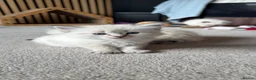 Ragdoll cats for sale: Beautiful Ragdoll kittens - Advert 7