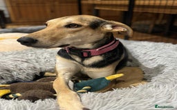 Mixed Breed dogs for adoption: Cahil , a sweet Cypriot girl  - Image 3