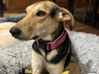 Mixed Breed dogs - Advert 22