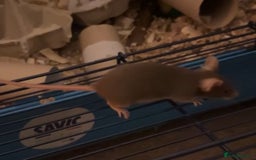 Mouse rodents for sale: URGENT REHOMING FEMALE MOUSE - Image 2