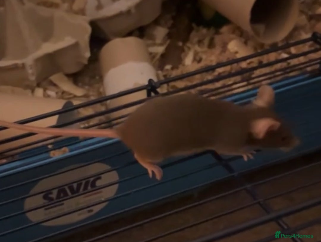 Mouse rodents for sale: URGENT REHOMING FEMALE MOUSE - Image 2