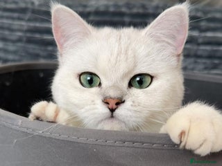 British Shorthair cats Champion Line GCCF Reg. Chinchilla British SHair - Advert 1