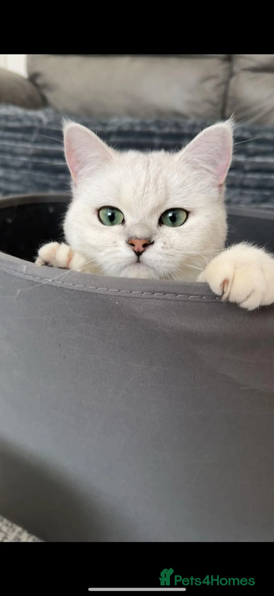 British Shorthair cats for sale: Champion Line GCCF Reg. Chinchilla British SHair - Advert 8