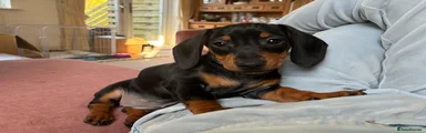 Miniature Dachshund Puppy 3