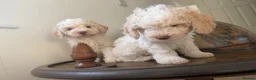 Lagotto Romagnolo dogs for sale: One Male Lagotto Romangnolo available - Advert 8