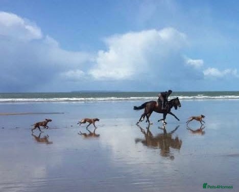 Hungarian Vizsla dogs Stunning KC Vizsla Pups - Advert 1