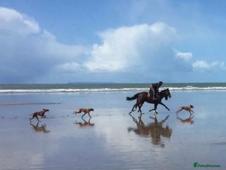 Hungarian Vizsla dogs - Advert 2