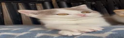 British Shorthair cats for sale: Beautiful BSH champion line two boys  - Advert 6
