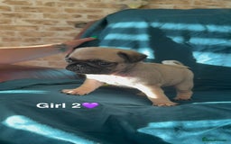 Pug dogs for sale: Stunning Fawn Pug KC Registered Litter - Image 13