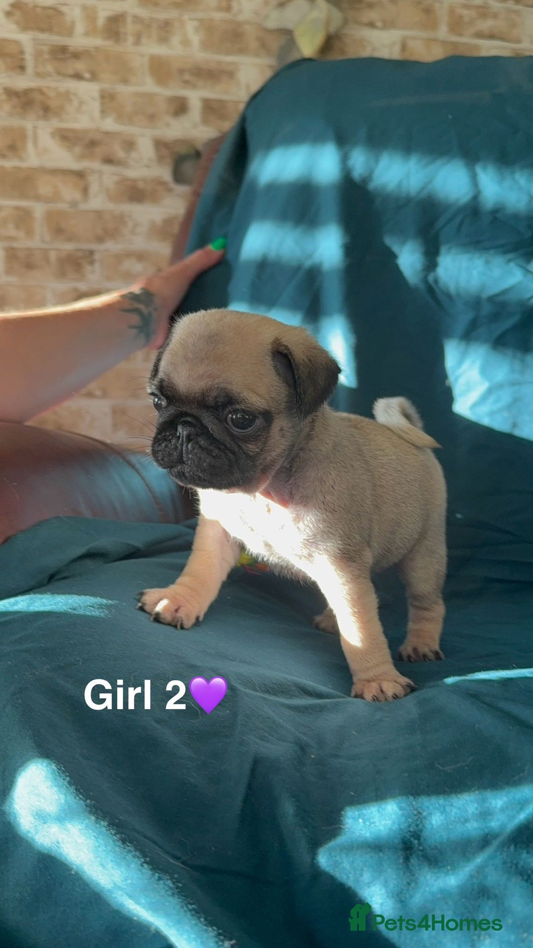 Pug dogs for sale: Stunning Fawn Pug KC Registered Litter - Image 13