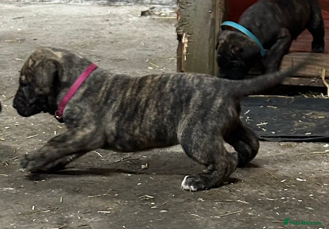 Presa Canario dogs for sale: Presa Canario Puppies Spanish x Serbian Imports - Advert 8