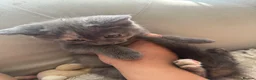Mixed Breed cats for sale: russian blue mix breed - Advert 2