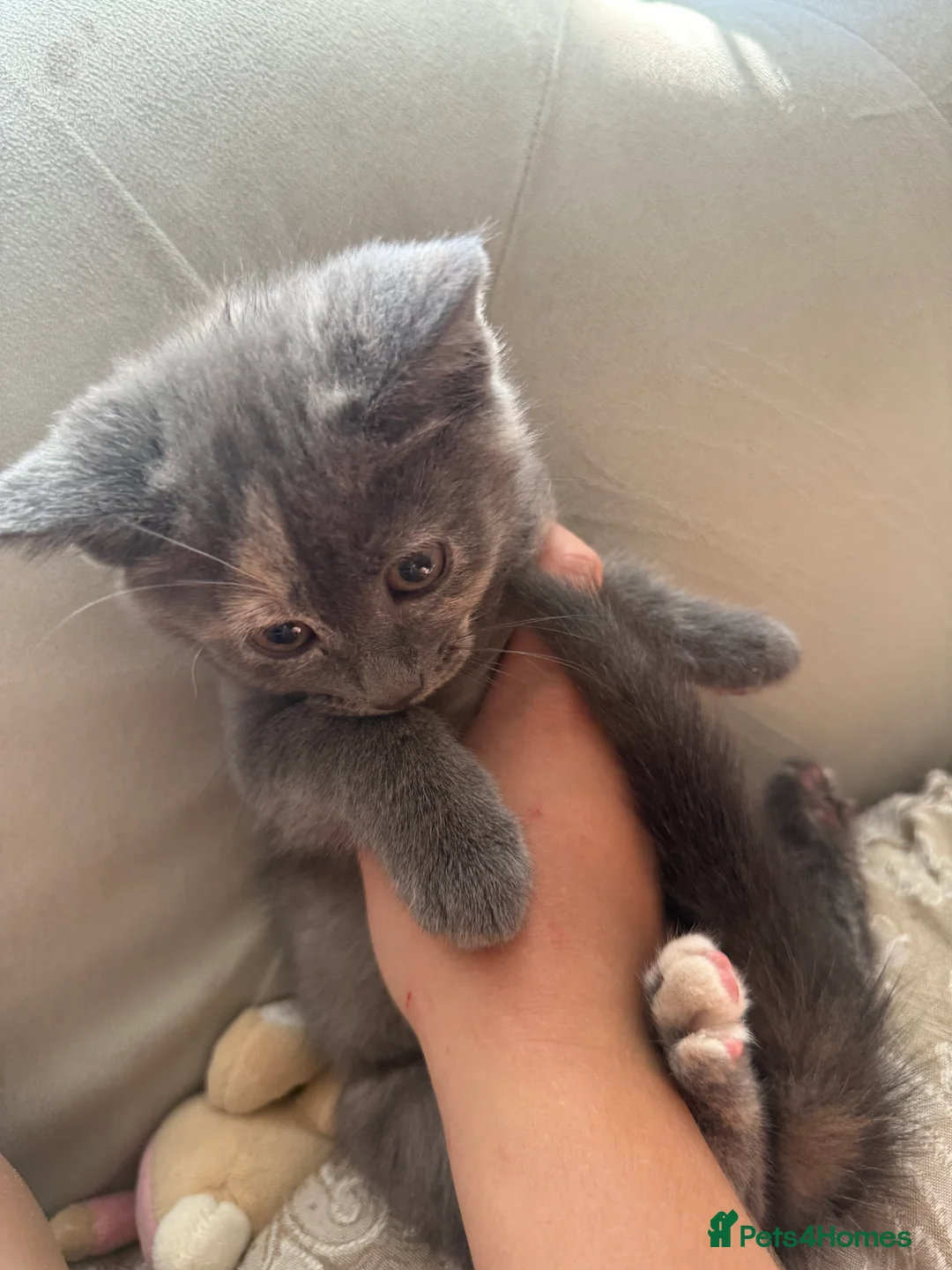 Mixed Breed cats for sale: russian blue mix breed - Advert 2