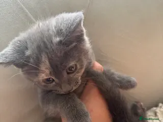 Mixed Breed cats russian blue mix breed - Advert 8